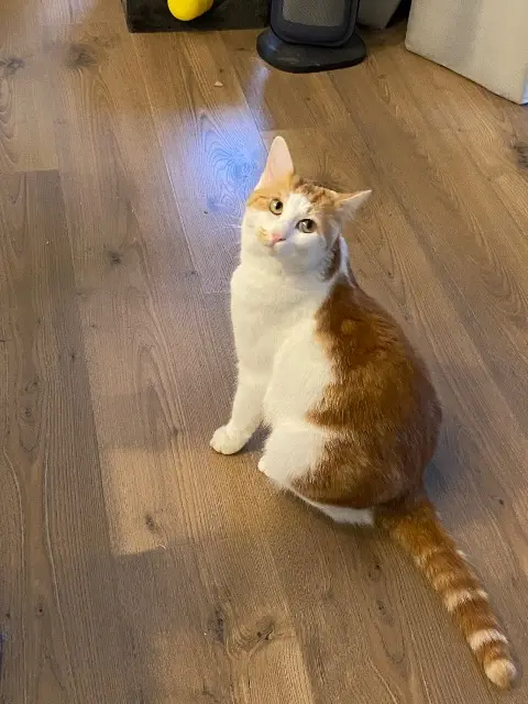 chat lost   25000 Besançon HARRY