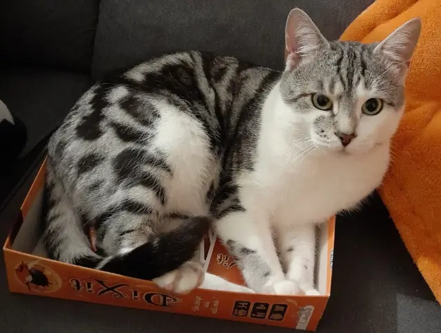 chat lost   25000 Besançon Katcha