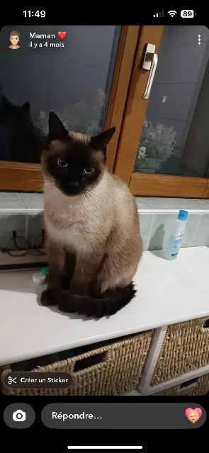 chat lost   25000 Besançon Loki
