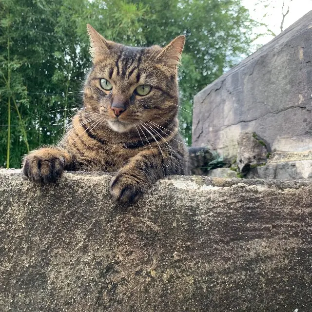 chat lost   25000 Besançon Léon