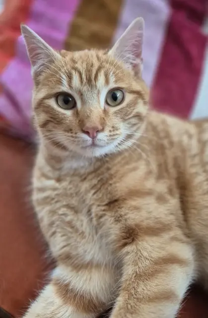 chat lost   25000 Besançon Madeline ROSSELET