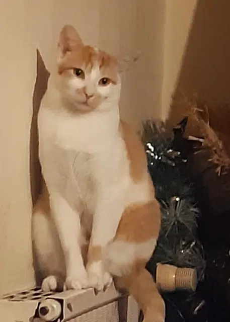 chat lost   25000 Besançon Matou