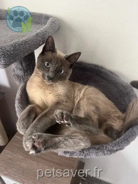 gato lost   25000 Besançon Millow