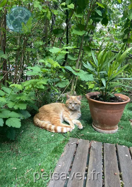 gatto lost   25000 Besançon Milo