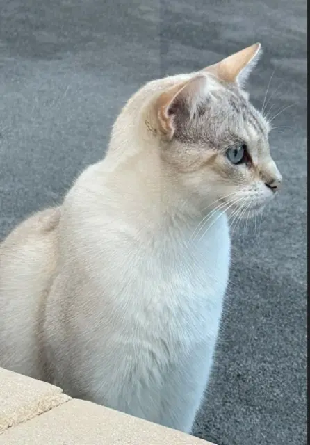 chat lost   25000 Besançon Olaf