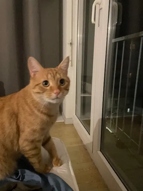 chat lost   25000 Besançon Pascal