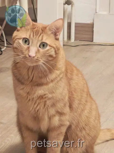 chat lost   25000 Besançon Pika