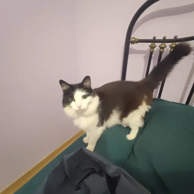 chat lost   25000 Besançon Plum