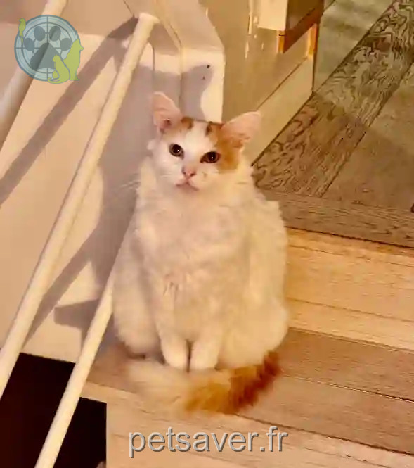 Chat Perdu 25 Doubs Besançon - Rio Chat Perdu 25 Doubs Besançon - Rio