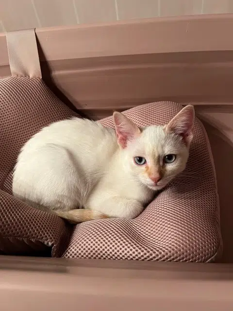 chat lost   25000 Besançon Roukin