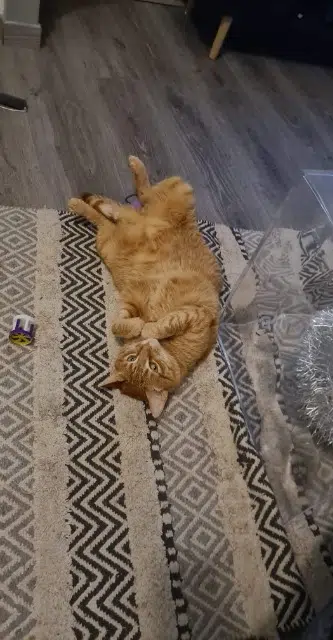 chat lost   25000 Besançon Sheran