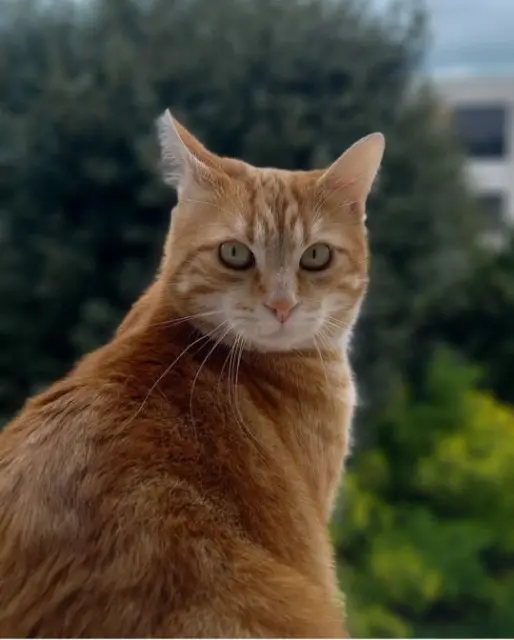 chat lost   25000 Besançon SIMBA