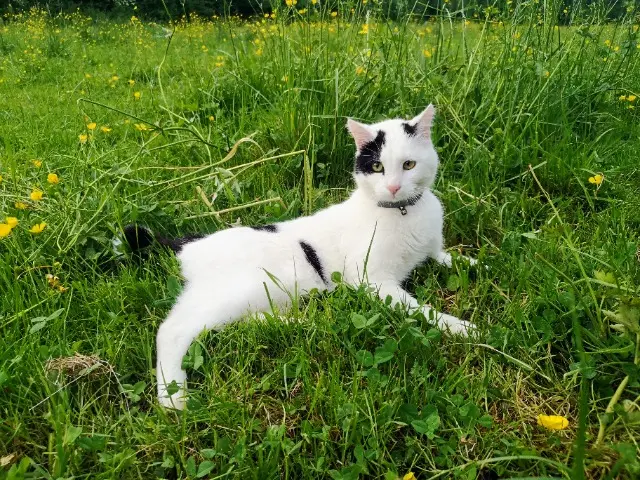 chat lost   25000 Besançon Simchah