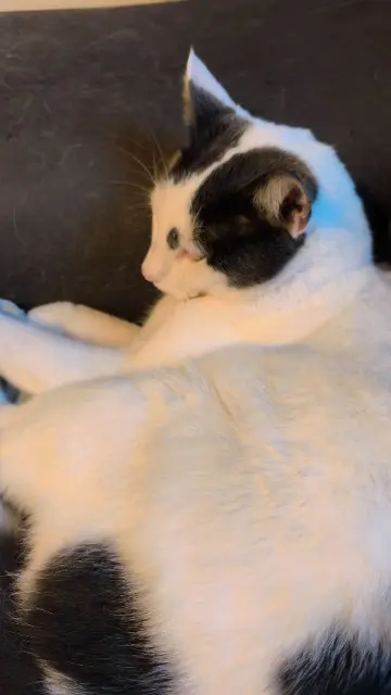 chat lost   25000 Besançon Ulysse