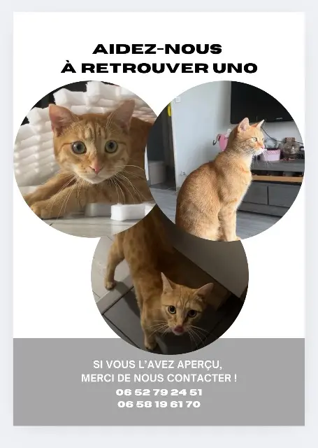 cat lost   25000 Besançon Uno
