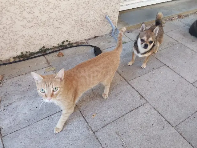 chat perdu 25000 Besançon Uno chat lost 25000 Besançon Uno