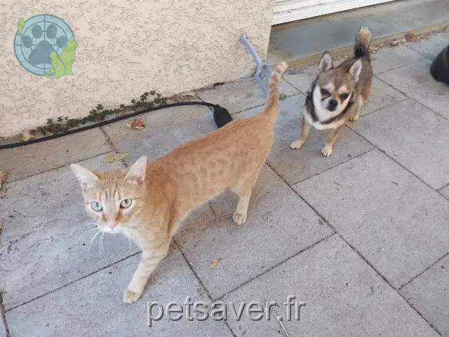 gato perdido 25000 Besançon Uno gato lost 25000 Besançon Uno