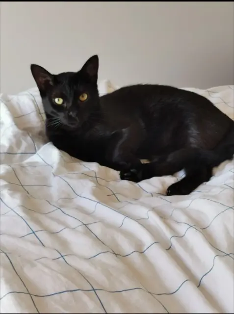 chat lost   25000 Besançon Urbain