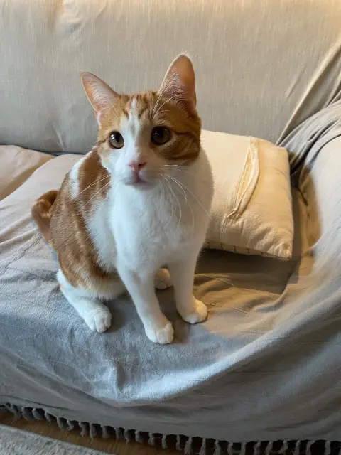 chat lost   25000 Besançon Vroum