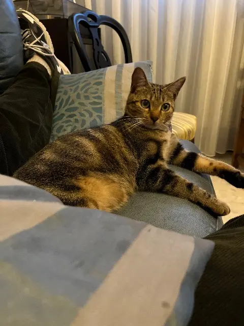 chat lost   25000 Besançon Zio