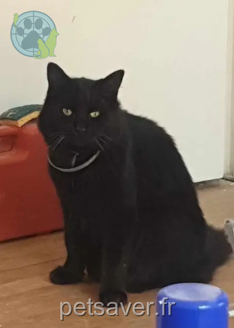 cat lost 25150 Autechaux-Roide Cayenne cat lost 25150 Autechaux-Roide Cayenne