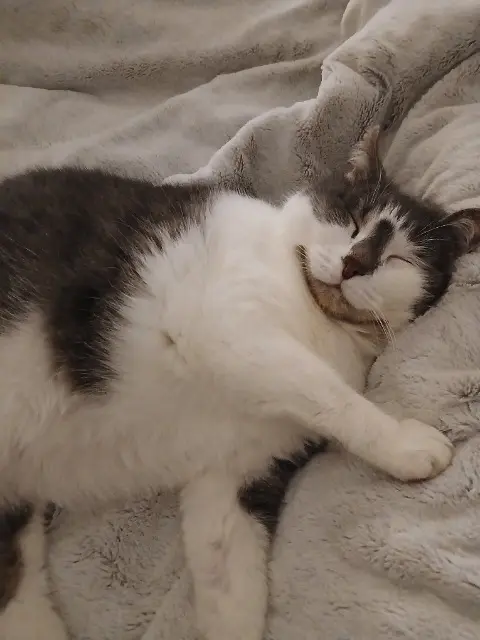 chat lost   25870 Châtillon-le-Duc Chacha