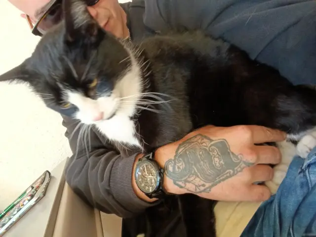 chat lost   25300 Pontarlier Chamalow