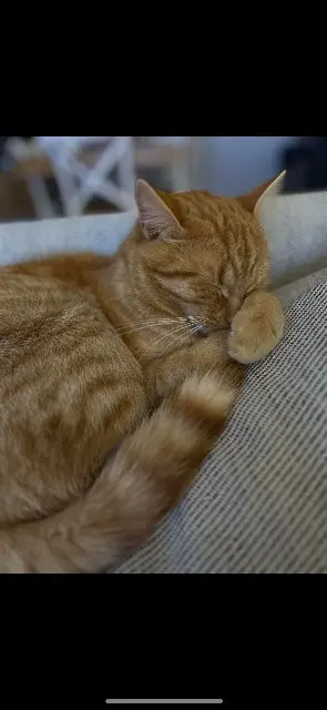 chat lost   25410 Ferrières-les-Bois Curly