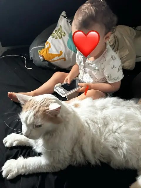 chat lost   25130 Villers-le-Lac Filou