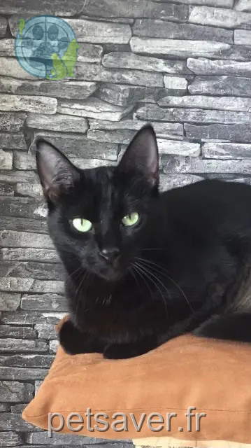 gato perdido 25700 Mathay Flucky gato lost 25700 Mathay Flucky