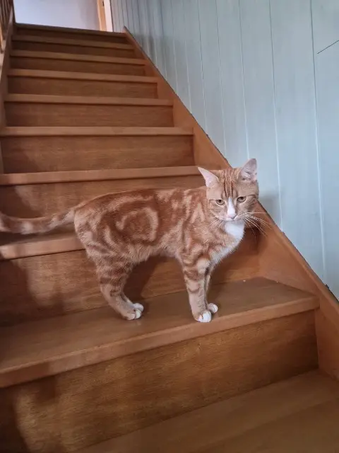 chat lost   25490 Badevel Garfield