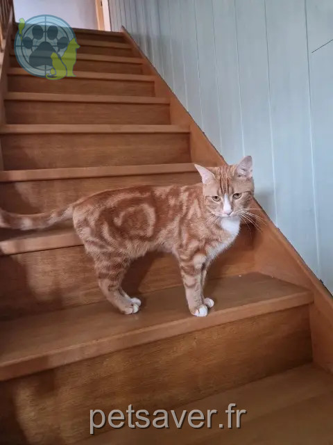 cat lost 25490 Badevel Garfield cat lost 25490 Badevel Garfield
