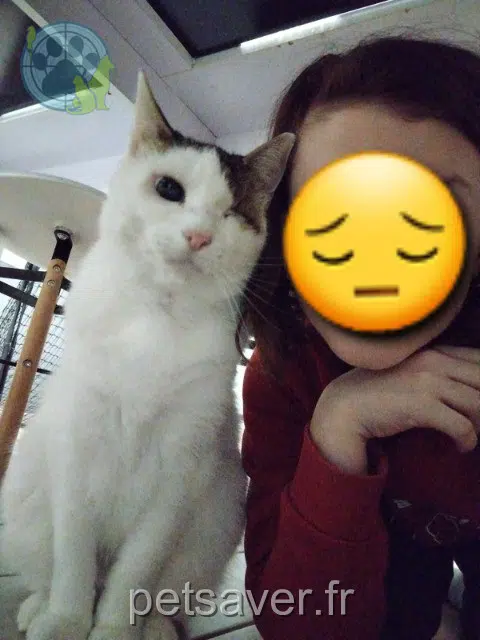 chat lost   25420 Voujeaucourt Gordon