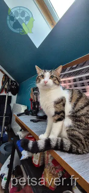 cat lost 25400 Audincourt Granule cat lost 25400 Audincourt Granule