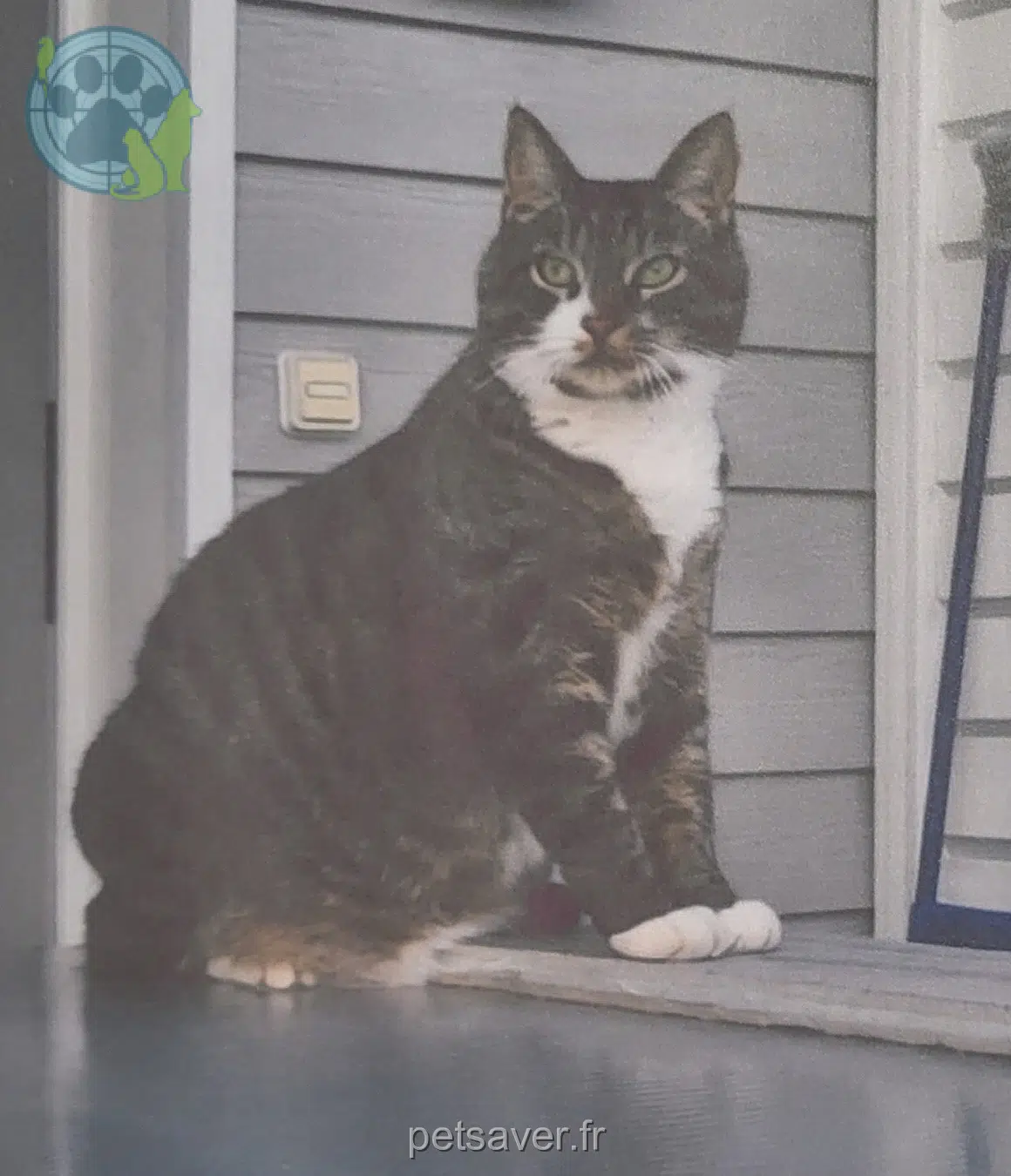 cat lost 25110 Baume-les-Dames Grisgris cat lost 25110 Baume-les-Dames Grisgris