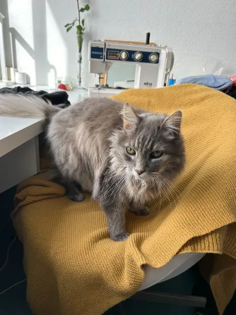 chat lost   25800 Valdahon Grisou