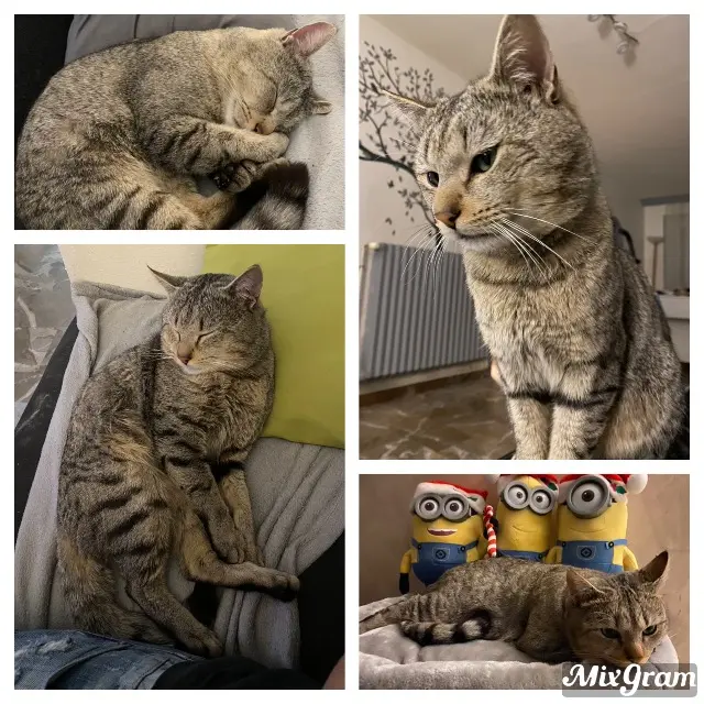 chat lost   25320 Boussières Grizou
