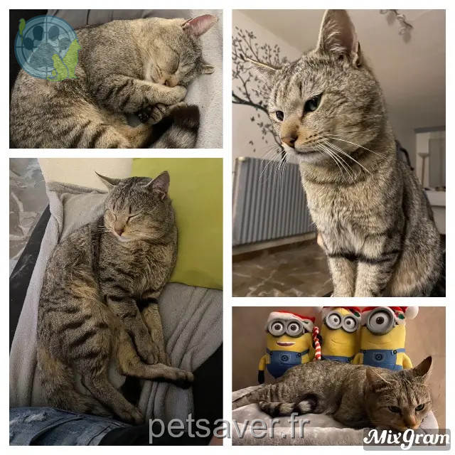 gato perdido 25320 Boussières Grizou gato lost 25320 Boussières Grizou