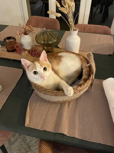 chat lost   25310 Hérimoncourt Hubert