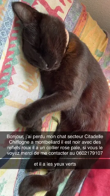chat lost   25200 Montbéliard Iska