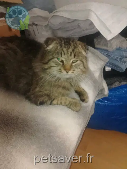 chat lost   25200 Grand-Charmont Junior