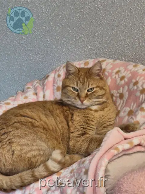chat lost   25580 Les Premiers Sapins Oxyde
