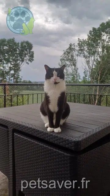 gato lost   25660 Montfaucon Loki