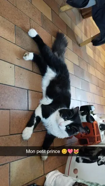 chat lost   25340 Anteuil Luchs