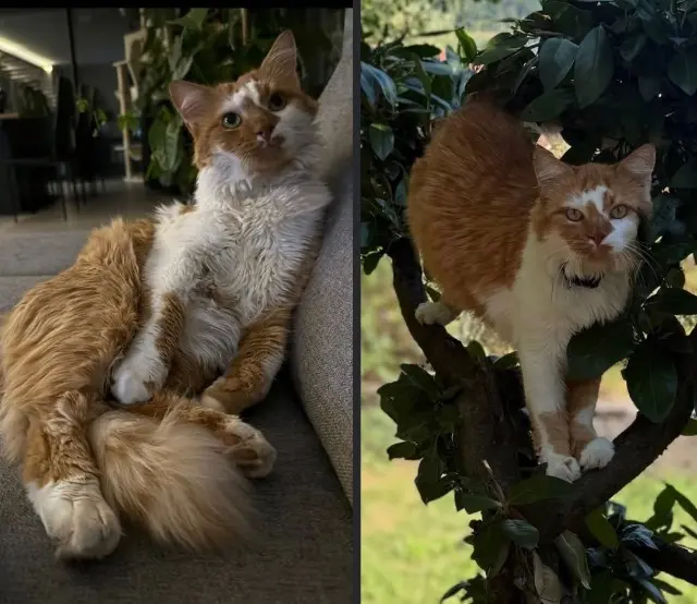 chat lost   25150 Pont-de-Roide-Vermondans Lynxo