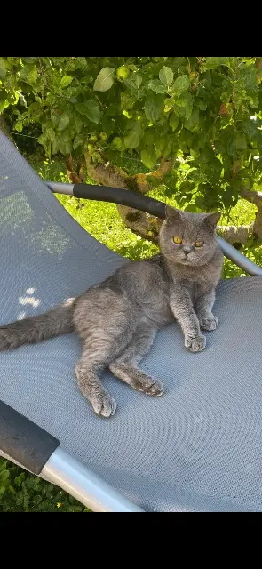 chat lost   25300 Doubs Mao