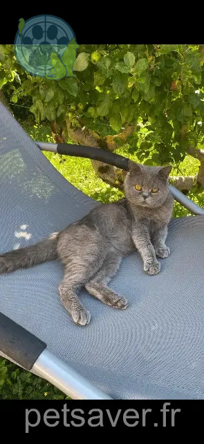 gato perdido 25300 Doubs Mao gato lost 25300 Doubs Mao