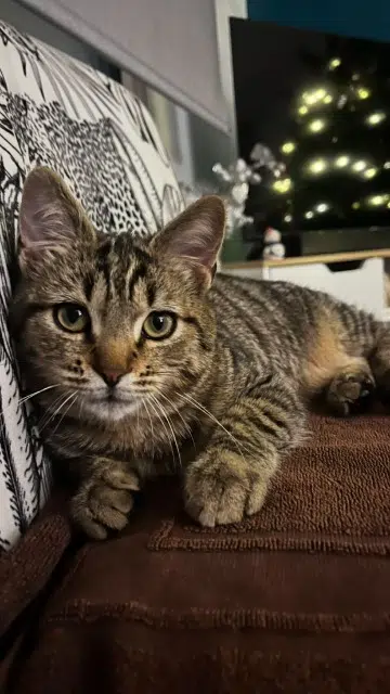 chat lost   25170 Burgille Mao