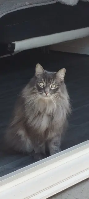 chat lost   25400 Exincourt Micky