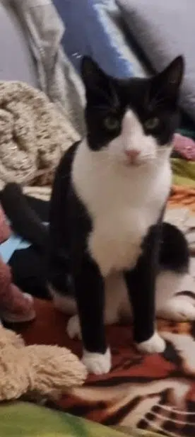 chat lost   25500 Morteau Milo